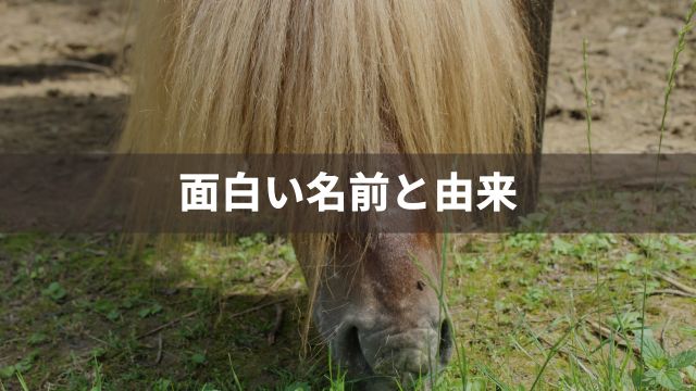 競馬の面白い名前と由来