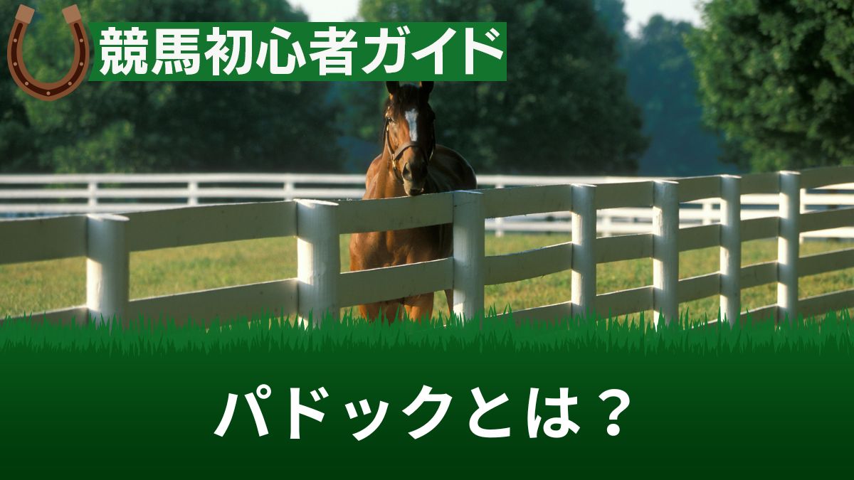 競馬のパドックとは？意味や見方・発走時間の何分前から見られるのか解説